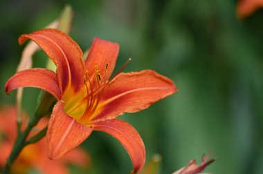 bahçede büyüyen güzel turuncu çiçekler