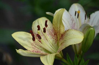 Bahçede yetişen güzel beyaz zambak çiçekleri