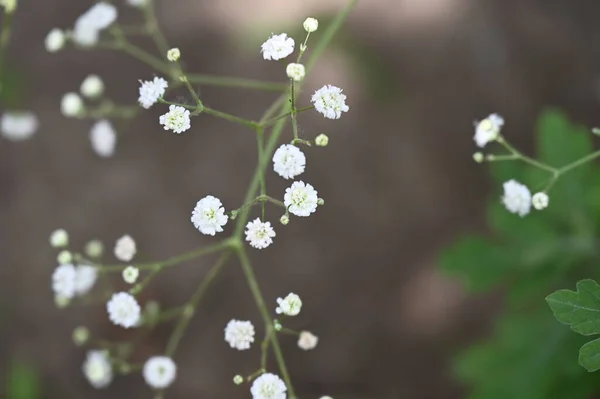 Flores Brancas Incríveis Crescendo Jardim — Fotografia de Stock