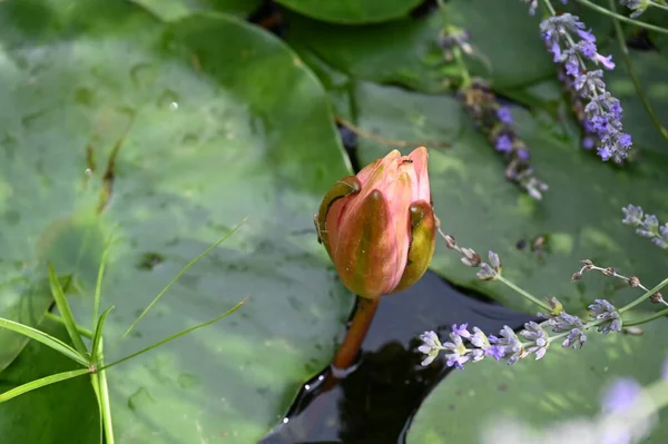 Schöne Rosa Lotusblume Auf Dem Teich Nahsicht — Stockfoto