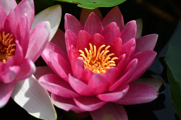 Gölette güzel pembe nilüfer çiçekleri, yakın görüş.