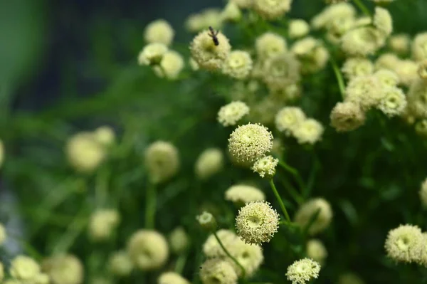 Fleurs Étonnantes Blanches Poussant Dans Jardin — Photo