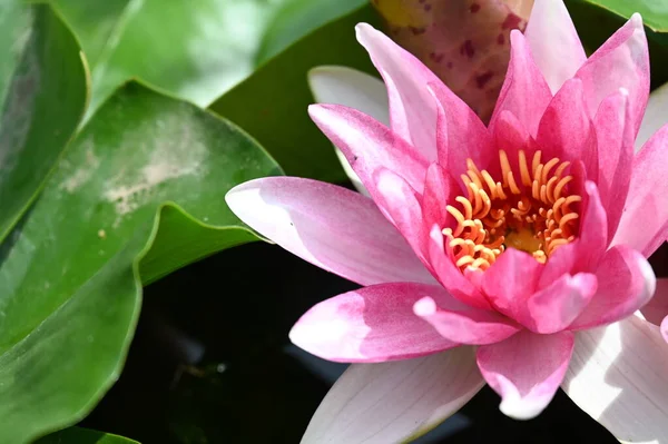 Gölette güzel pembe nilüfer çiçeği, yakın görüş.