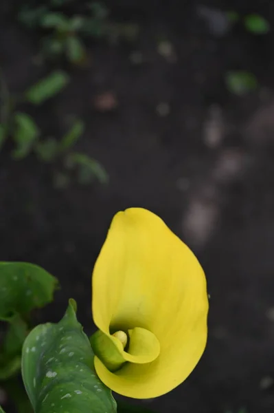 庭で育つ日当たりの良い黄色の花 — ストック写真
