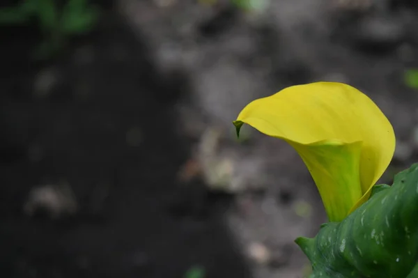 庭で育つ日当たりの良い黄色の花 — ストック写真