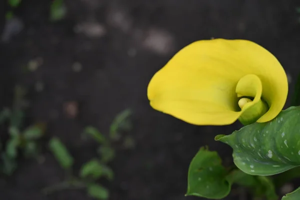 Zonnige Gele Bloemen Groeien Tuin — Stockfoto