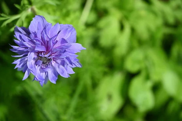 Floración Flor Púrpura Creciendo Jardín — Foto de Stock
