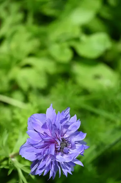庭に咲く紫色の花 — ストック写真