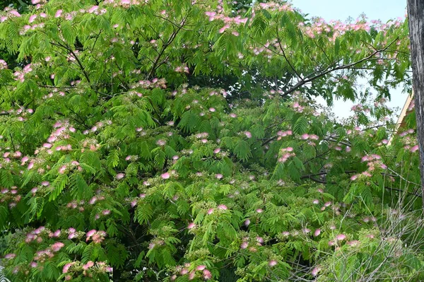 Пушистые Розовые Цветы Растут Саду — стоковое фото