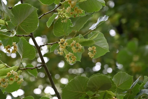 close up shot of green blossom in the garden