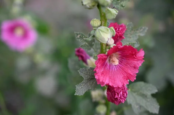 Hermosas Flores Rosadas Creciendo Jardín —  Fotos de Stock