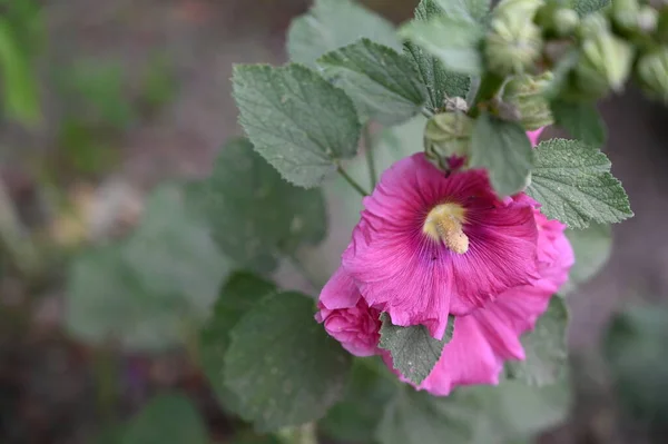 Bellissimi Fiori Rosa Che Crescono Giardino — Foto Stock