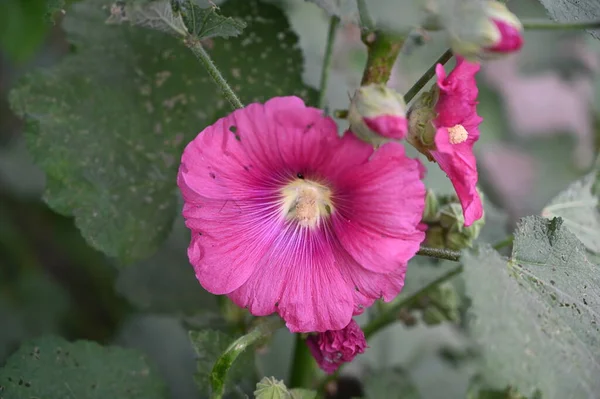 Bahçede Büyüyen Güzel Pembe Çiçekler — Stok fotoğraf