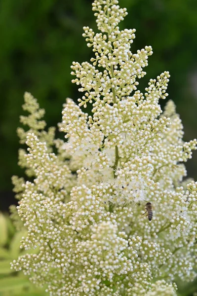 Flores Increíbles Blancas Que Crecen Jardín —  Fotos de Stock