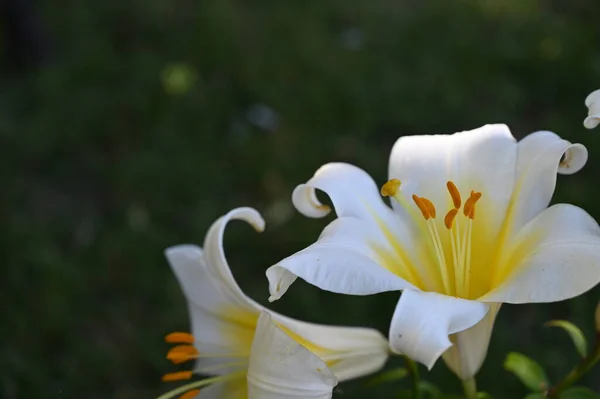 Красивые Белые Цветы Лилии Растущие Саду — стоковое фото