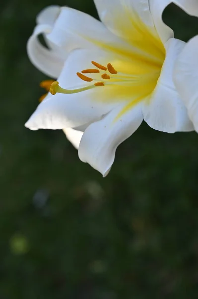 Schöne Weiße Lilienblüten Wachsen Garten — Stockfoto