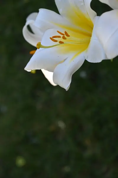 花园里生长着美丽的白色百合花 — 图库照片