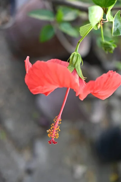 庭の美しい赤花 — ストック写真