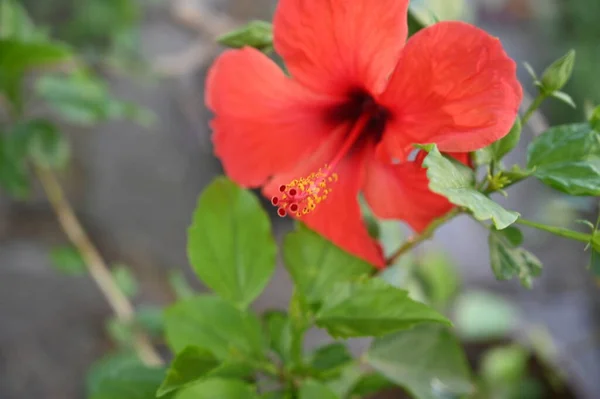 庭の美しい赤花 — ストック写真