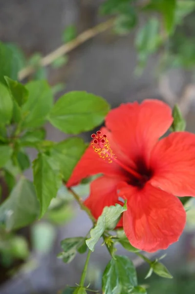 Lindas Flores Vermelhas Crescendo Jardim — Fotografia de Stock