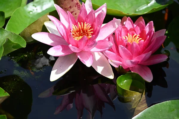 Beautiful Pink Lotus Flowers Pond Close View — Stock Photo, Image