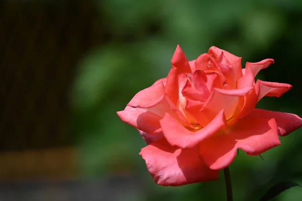 Krásná Růže Roste Zahradě — Stock fotografie