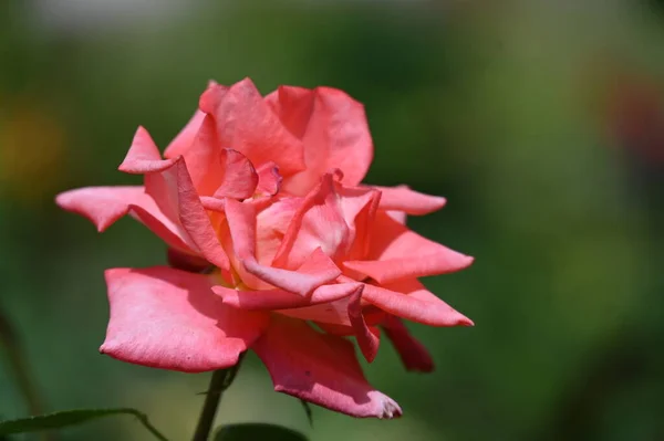 Bella Rosa Fiore Che Cresce Giardino — Foto Stock