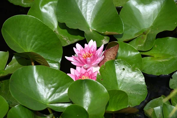 Gölette güzel pembe nilüfer çiçekleri, yakın görüş.