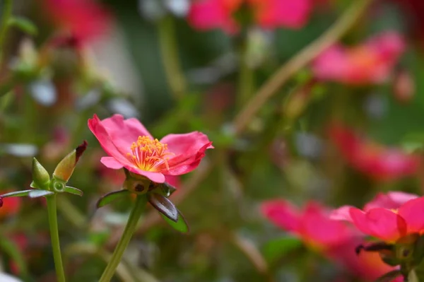 Krásné Růžové Květy Rostoucí Zahradě — Stock fotografie