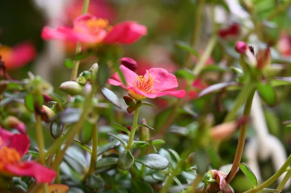 bahçede büyüyen güzel pembe çiçekler