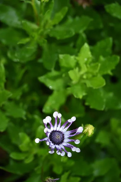 Bahçede Büyüyen Mor Çiçek — Stok fotoğraf