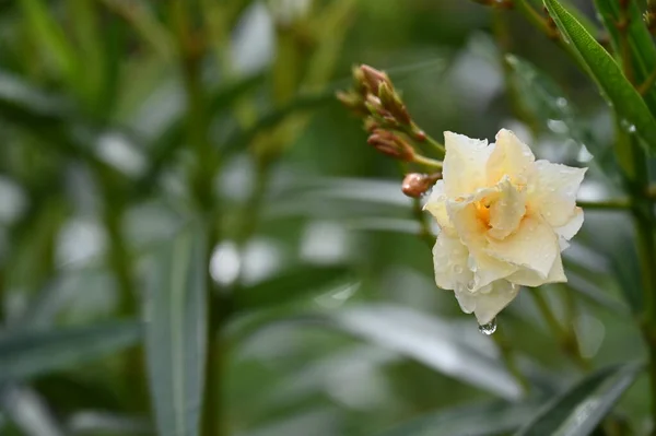 Weiße Erstaunliche Blumen Wachsen Garten — Stockfoto