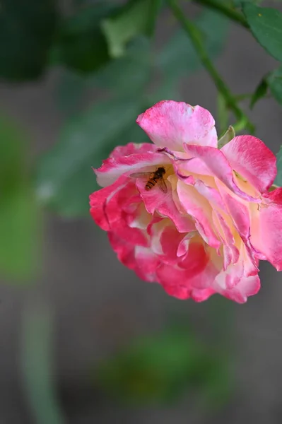 Hermosa Flor Rosa Creciendo Jardín — Foto de Stock