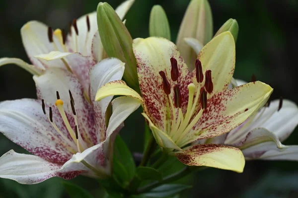 Bahçede yetişen güzel beyaz zambak çiçekleri