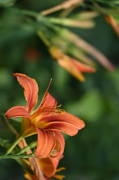 Krásné Oranžové Květy Rostoucí Zahradě — Stock fotografie