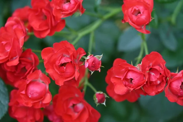 Beautiful Red Flowers Growing Garden — Stock Photo, Image