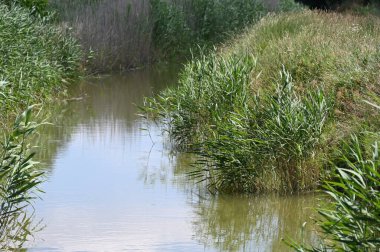 Orman gölette görünümünü