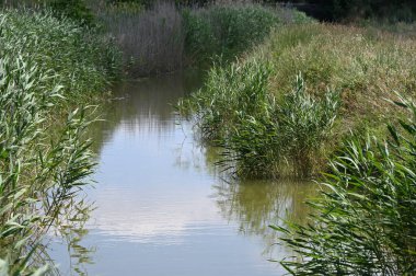 Orman gölette görünümünü