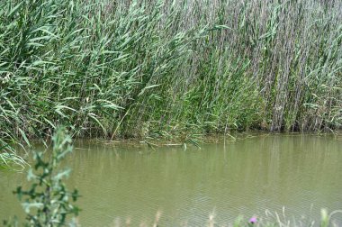 Orman gölette görünümünü