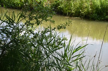 Orman gölette görünümünü