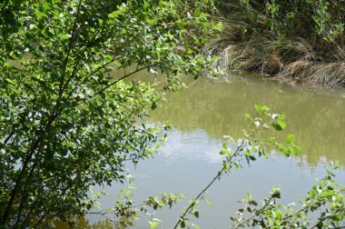 Orman gölette görünümünü