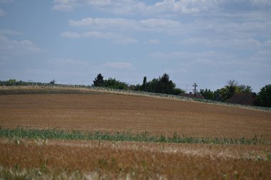 field of wheat on the countryside, agriculture concept