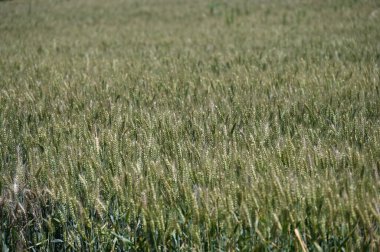 Kırsalda buğday tarlası