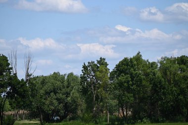 mavi gökyüzü ile ormanda yeşil ağaçlar