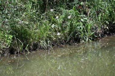 Orman gölette görünümünü