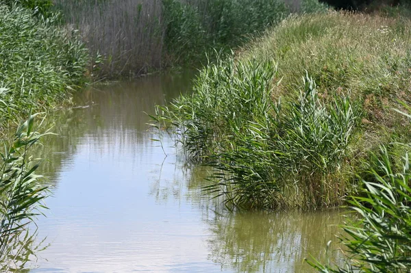 Orman gölette görünümünü