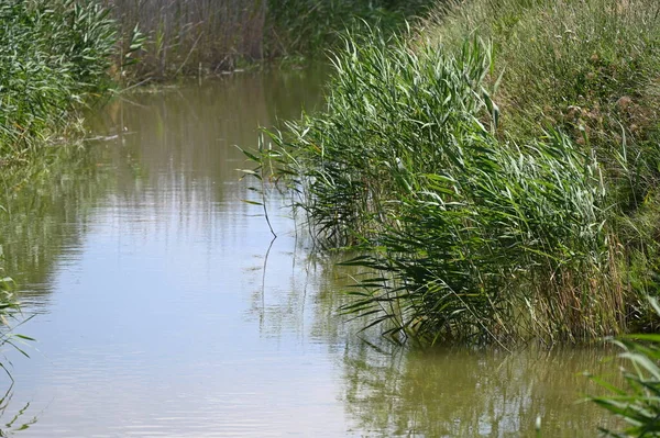 Orman gölette görünümünü