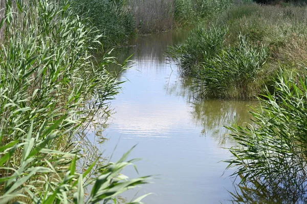 Orman gölette görünümünü