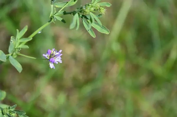 Vackra Puppa Blommor Growimg Trädgården — Stockfoto