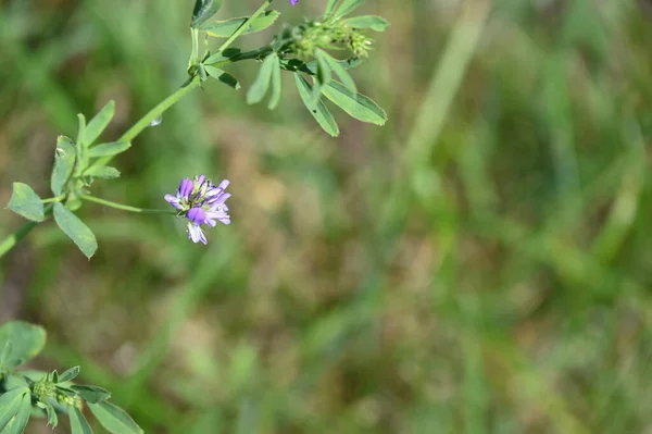 Hermoso Puprle Flores Growimg Jardín — Foto de Stock